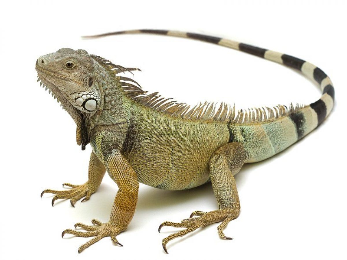 a-iguana-como-animal-de-estimacao-1200x900.jpg