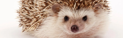 HedgeHog HedgeHog
