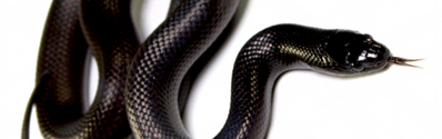 Manual de criação de King Snake