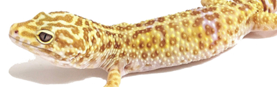 Manual de criação de Pogona & Gecko