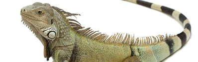 Iguanas Iguanas