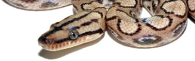 Jiboia arco-íris da Mata Atlântica Jiboia arco-íris da Mata Atlântica
