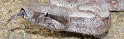 Jiboia Atlântica Jiboia Atlântica