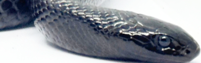  King Snake Nigritus