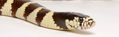  King Snake