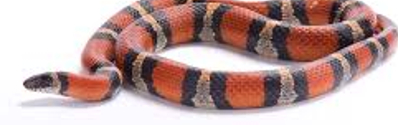  Milk Snake