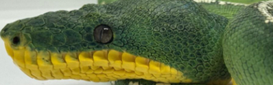 Periquitamboia Periquitamboia