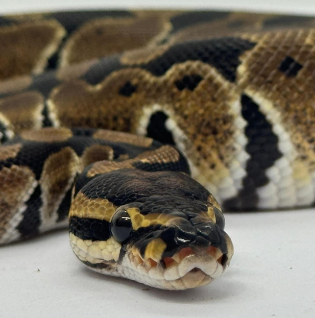 Pythons Pythons