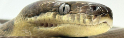Python Mackloti Python Mackloti