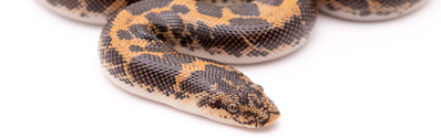 Sand Boa Sand Boa