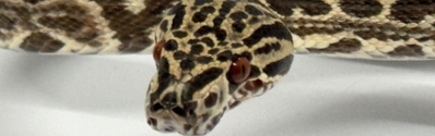 Suaçuboia Suaçuboia