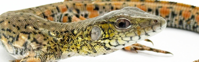 Jacareranas Jacareranaa